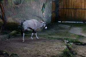 seletivo foco do gemsbok dentro dele cela dentro a tarde. ótimo para educando crianças sobre selvagem animais. foto