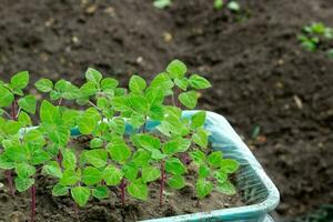 verde mudas dentro plástico caixa fechar para cima, novo brotos preparando para plantio para dentro terra em primavera, sazonal trabalhos dentro jardim e Jardim em verão, imagem para calendário, pôster foto