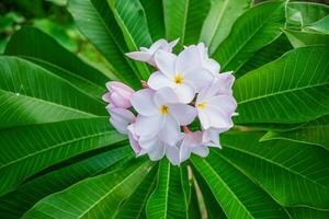 plumeria flor.rosa amarelo e branco frangipani tropical flora foto