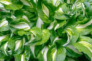 fundo textura do verde fresco hosta folhas com pingos de chuva foto