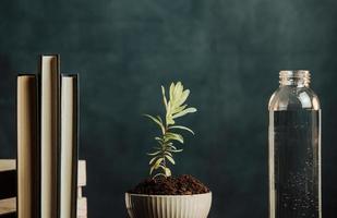 uma cena minimalista de uma planta crescendo em um vaso com água e livros