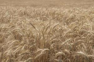 Campo de centeio campo de trigo com o sol Espigas de trigo dourado fecham uma nova safra de centeio foto