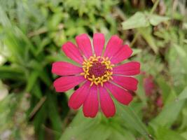 comum zínia flor. lindo floral dentro jardim. foto