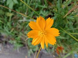 lindo enxofre cosmos flor. bonita amarelo floral foto