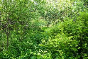 denso vegetação rasteira dentro cheio Jardim dentro Vila foto
