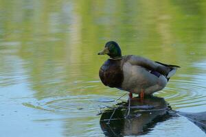 Pato em pé dentro água foto