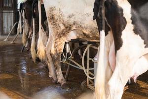 Instalação de ordenha de vacas e equipamento mecanizado de ordenha foto