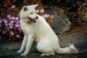 akita inu cachorro sentado foto