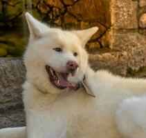 fofa akita inu cachorro foto