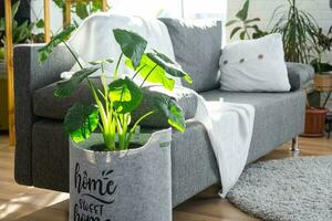 prateleiras com uma grupo do interior plantas dentro a interior quarto branco sótão, cinzento sofá, acolhedor xadrez, tapete. planta de casa crescendo e carinhoso para interior plantar, verde casa foto