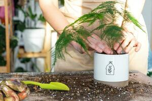 replantio uma casa plantar espargos para dentro uma Panela em uma mesa com solo para transplante. carinhoso para uma em vaso plantar, casa plantar crescente. foto