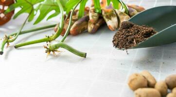 disposição em a mesa do uma filodendro brotar com raízes e equipamento para plantio doméstico plantas. foto