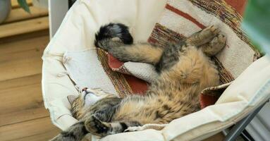 gato é velozes doce adormecido em uma cadeira dentro uma engraçado pose dentro verde casa perto em vaso plantar estrelícia, confortável despreocupado dormir do a animal fechar-se foto