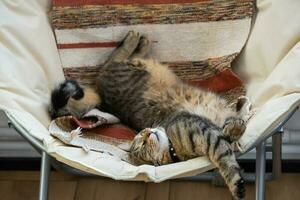 gato é velozes doce adormecido em uma cadeira dentro uma engraçado pose dentro verde casa perto em vaso plantar estrelícia, confortável despreocupado dormir do a animal fechar-se foto