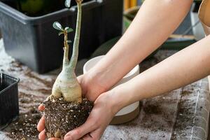 repotting uma casa plantar suculento adenium para dentro Novo Panela. carinhoso para uma em vaso plantar, disposição em a mesa com solo, pá, mãos do mulher dentro avental foto