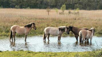 selvagem cavalos dentro a dunas do wassenaar, a Holanda. foto