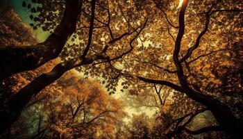 vibrante outono folhas iluminar tranquilo floresta caminho gerado de ai foto