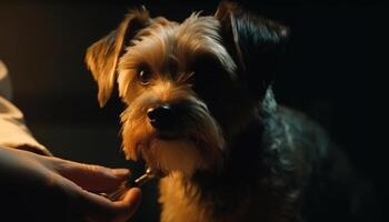 fofa pequeno terrier sentado em proprietário colo gerado de ai foto