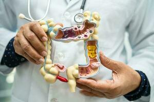 intestino, apêndice e digestivo sistema, médico segurando anatomia modelo para estude diagnóstico e tratamento dentro hospital. foto