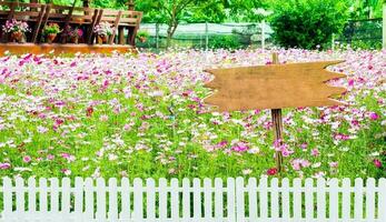 cosmos flor branco Rosa e branco cerca de madeira placa foto