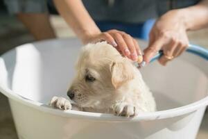 aparador tomando banho, banho, aliciamento com xampu e água uma fofa Castanho cachorro dentro bacia foto