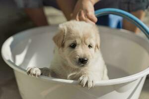 aparador tomando banho, banho, aliciamento com xampu e água uma fofa Castanho cachorro dentro bacia foto