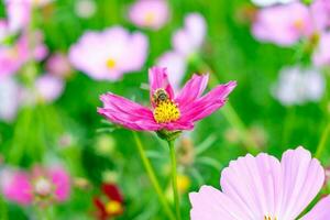 pequeno abelha pólen cosmos flor foto