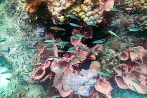 vida debaixo d'água colorido recife de corais peixes multidão foto