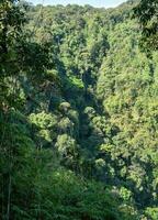 tropical sempre-verde floresta dentro Tailândia foto