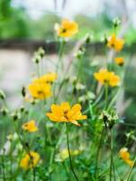 cosmos flor flor lindo foto