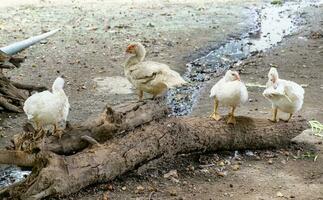 branco patos em pé em madeira foto