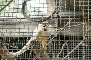 esquilo macaco aguarde madeira foto