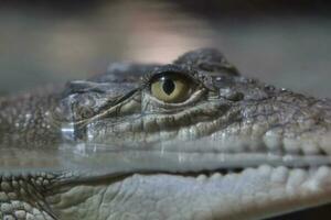 detalhe tiro do crocodilo olho nadar em uma lago foto