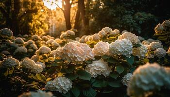 hortênsia Flor dentro formal jardim, vibrante cores gerado de ai foto