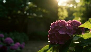 vibrante hortênsia arbusto flores dentro brilhante verão luz solar ao ar livre gerado de ai foto