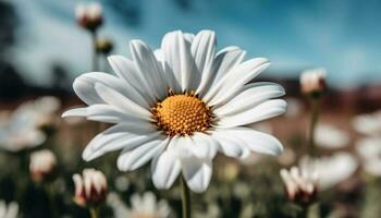 vibrante camomila Flor dentro Prado, uma tranquilo beleza dentro natureza gerado de ai foto