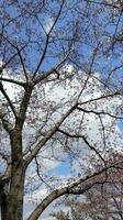 sakura cereja Flor ocupado dentro Primavera dentro Japão foto