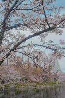 sakura cereja Flor ocupado dentro Primavera dentro Japão foto