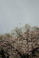 sakura cereja Flor ocupado dentro Primavera dentro Japão foto