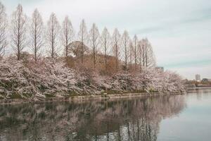 sakura cereja Flor ocupado dentro Primavera dentro Japão foto