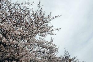 sakura cereja Flor ocupado dentro Primavera dentro Japão foto