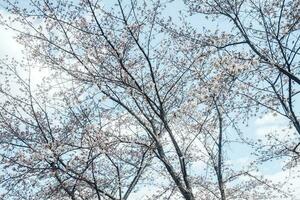 sakura cereja Flor ocupado dentro Primavera dentro Japão foto