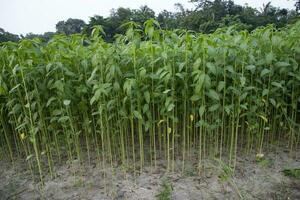 juta plantas crescendo dentro uma campo dentro a campo do Bangladesh foto