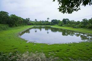 lago dentro a meio do a floresta com verde Relva e azul céu foto