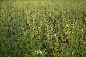 natural panorama Visão do sésamo plantado dentro a campo campo do Bangladesh foto