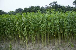 juta plantas crescendo dentro uma campo dentro a campo do Bangladesh foto