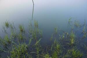 lago água com verde Relva panorama Visão do debaixo a azul céu foto