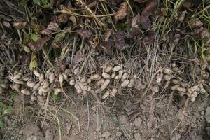 empilhado colheita amendoim dentro a solo dentro a campo foto