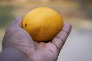 manga fruta dentro mão em borrado fundo. fechar-se foto