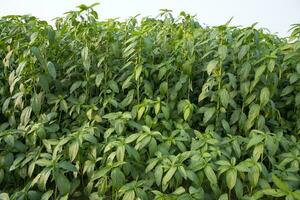 juta plantas crescendo dentro uma campo dentro a campo do Bangladesh foto